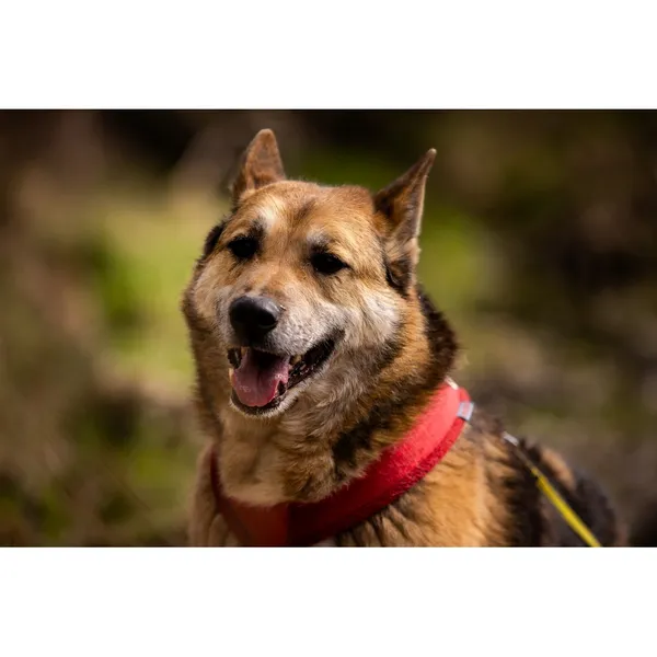 Znaleziono psa, Białystok, 28 lutego 2026 (3/5)