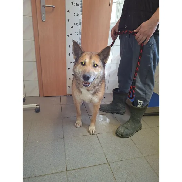 Znaleziono psa, Białystok, 28 lutego 2026 (5/5)