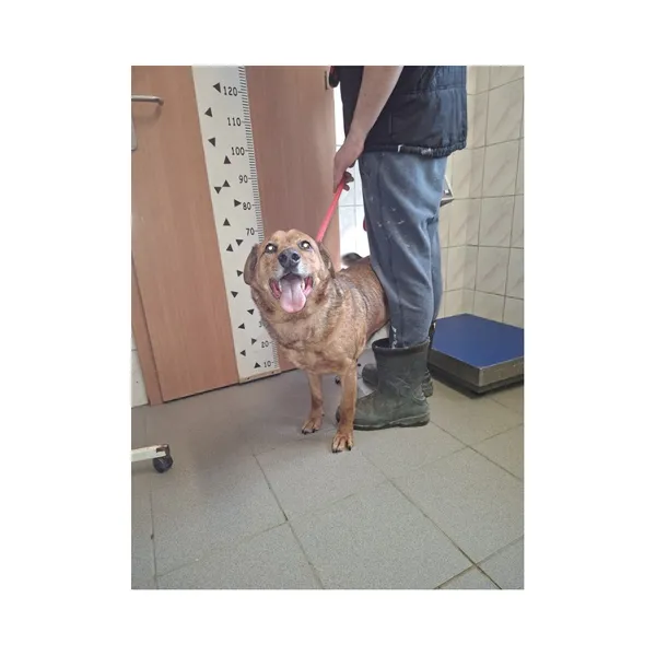 Znaleziono psa, Białystok, 28 lutego 2026