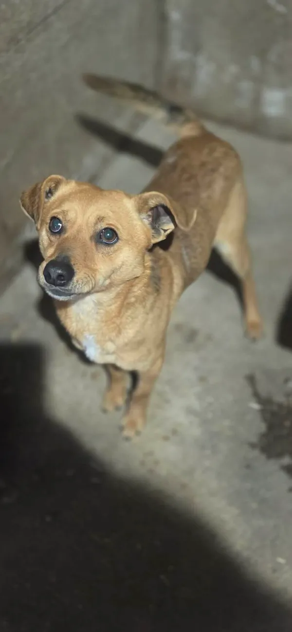 Pies do adopcji, Zgierz, 9 kwietnia 2026 (2/5)