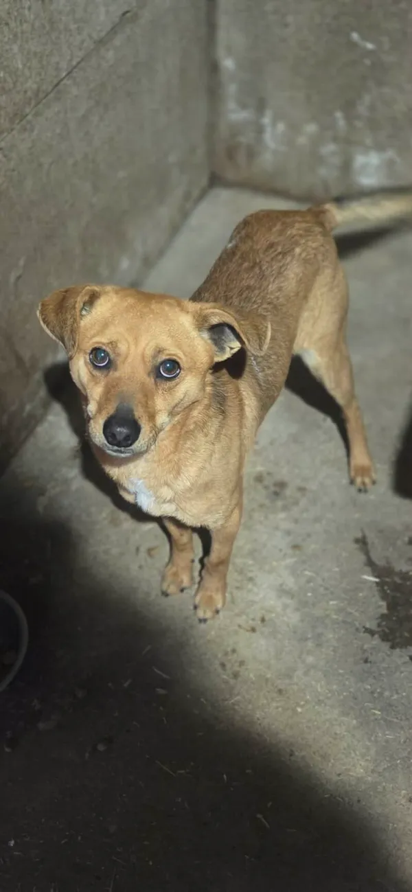 Pies do adopcji, Zgierz, 9 kwietnia 2026 (3/5)