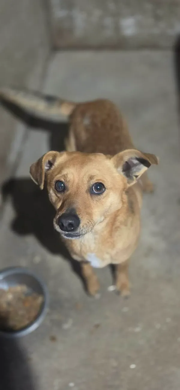 Pies do adopcji, Zgierz, 9 kwietnia 2026 (4/5)