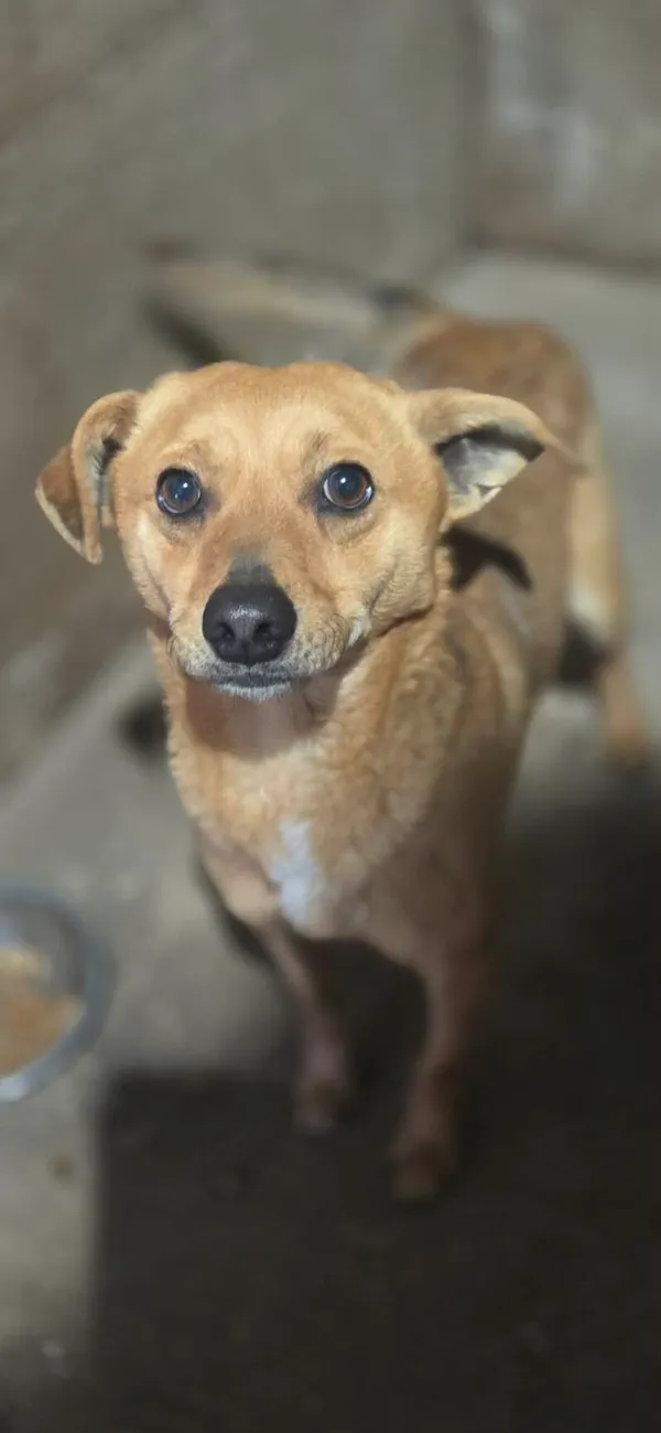 Pies do adopcji, Zgierz, 9 kwietnia 2026 (5/5)