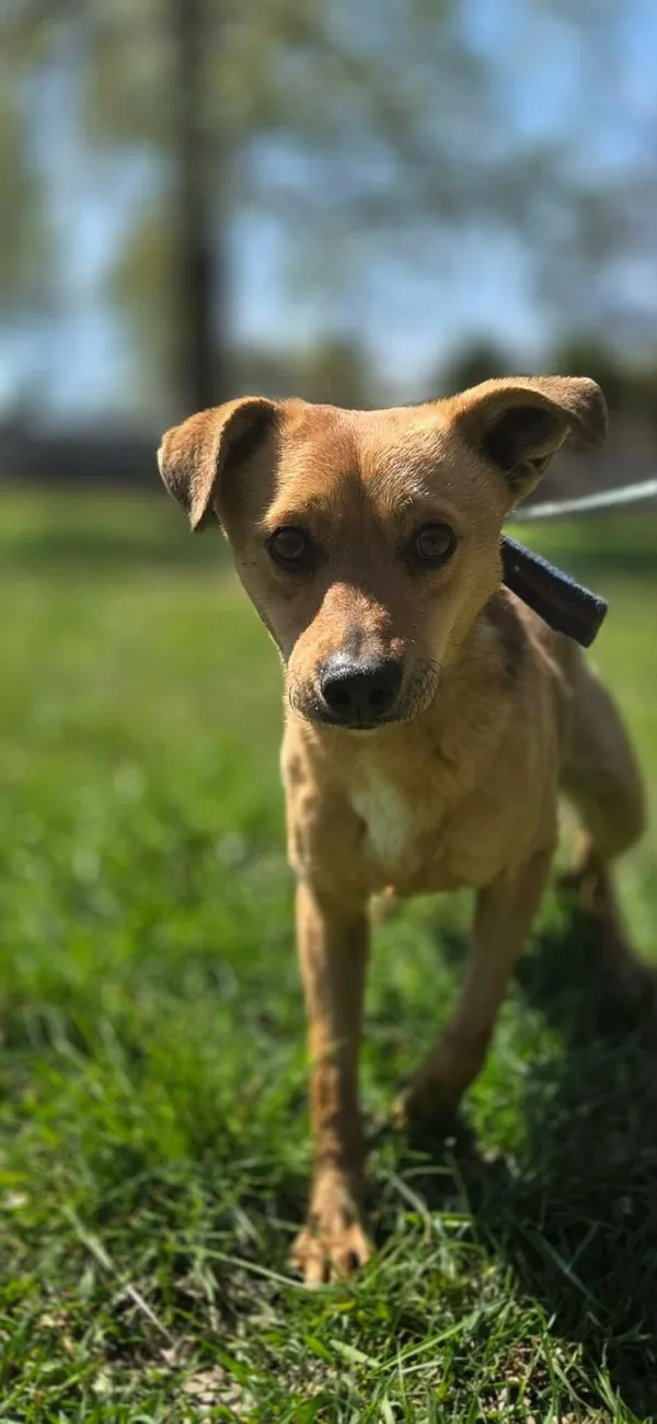 Pies do adopcji, Zgierz, 9 kwietnia 2026 (1/5)