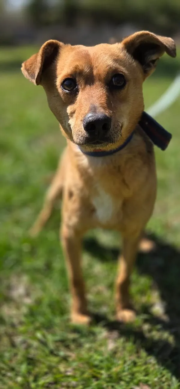 Pies do adopcji, Zgierz, 9 kwietnia 2026 (2/5)