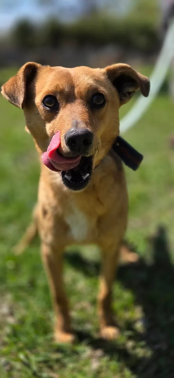 Pies do adopcji, Zgierz, 9 kwietnia 2026 (3/5)