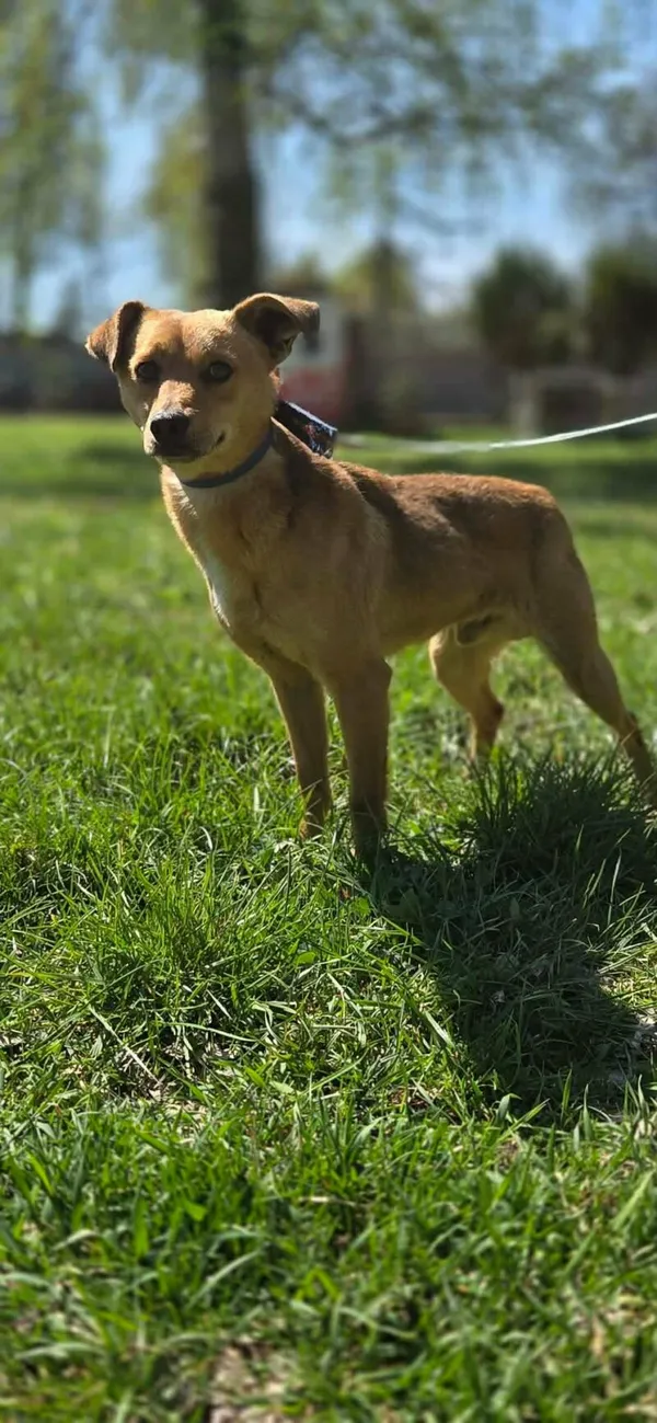 Pies do adopcji, Zgierz, 9 kwietnia 2026 (4/5)