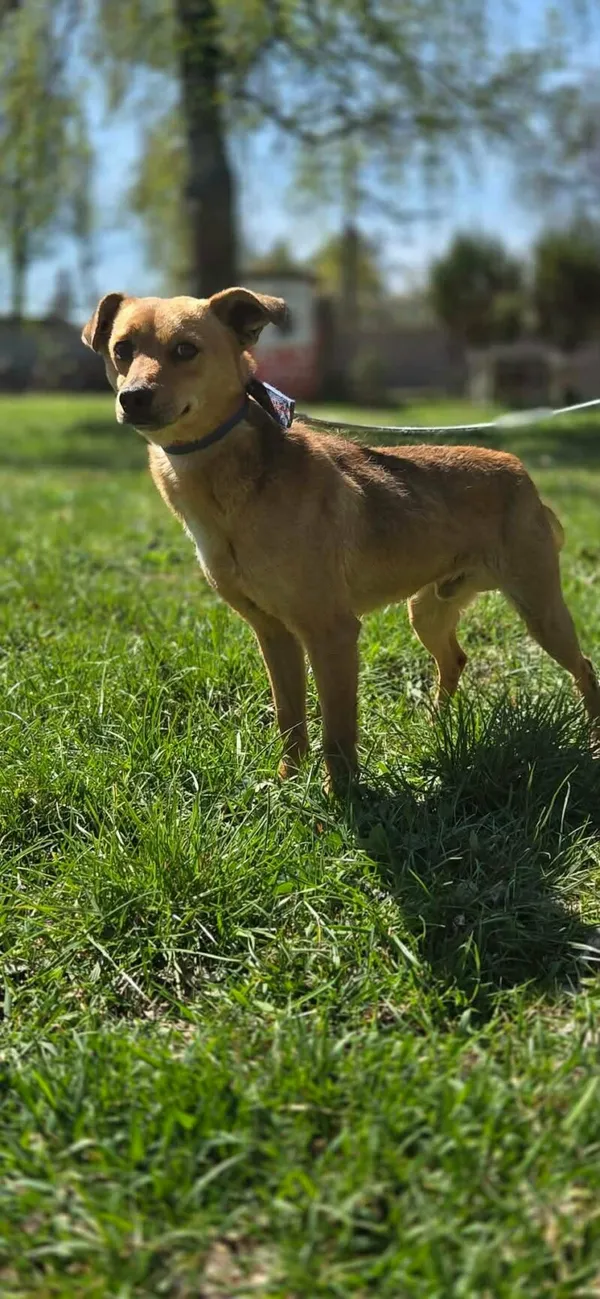 Pies do adopcji, Zgierz, 9 kwietnia 2026 (5/5)