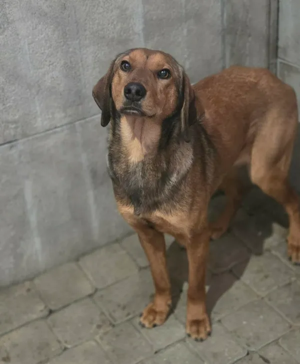 Pies do adopcji, Zgierz, 9 kwietnia 2026 (1/5)