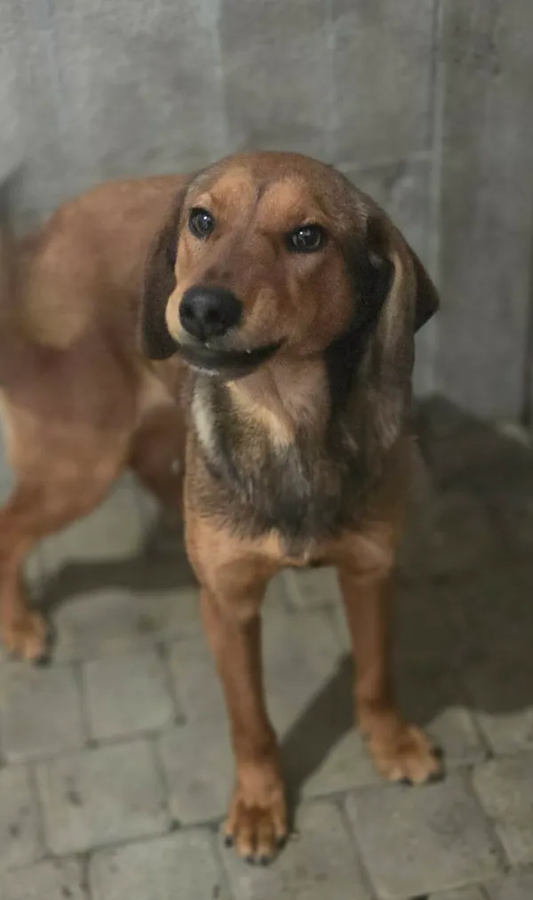 Pies do adopcji, Zgierz, 9 kwietnia 2026 (2/5)