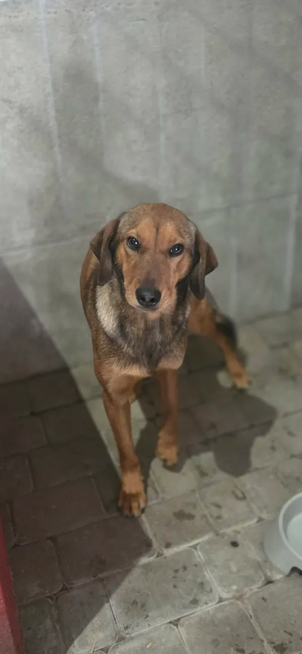 Pies do adopcji, Zgierz, 9 kwietnia 2026 (3/5)