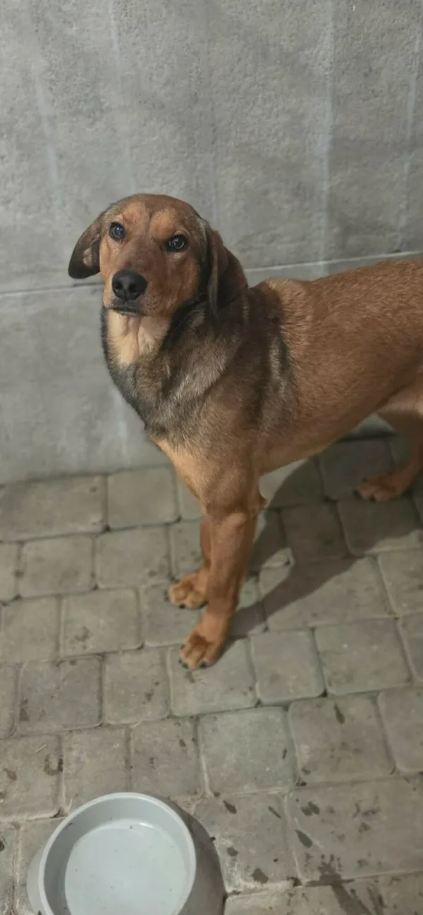 Pies do adopcji, Zgierz, 9 kwietnia 2026 (4/5)