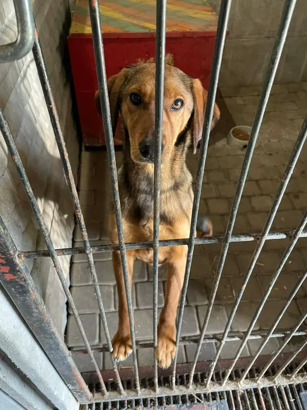 Pies do adopcji, Zgierz, 9 kwietnia 2026 (5/5)