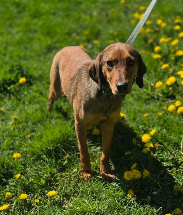 Pies do adopcji, Zgierz, 9 kwietnia 2026 (1/5)