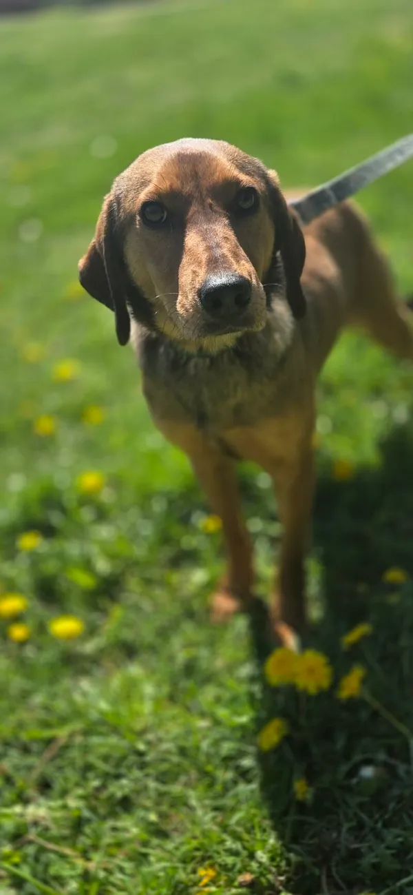 Pies do adopcji, Zgierz, 9 kwietnia 2026 (2/5)