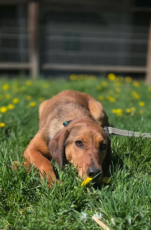 Pies do adopcji, Zgierz, 9 kwietnia 2026 (3/5)