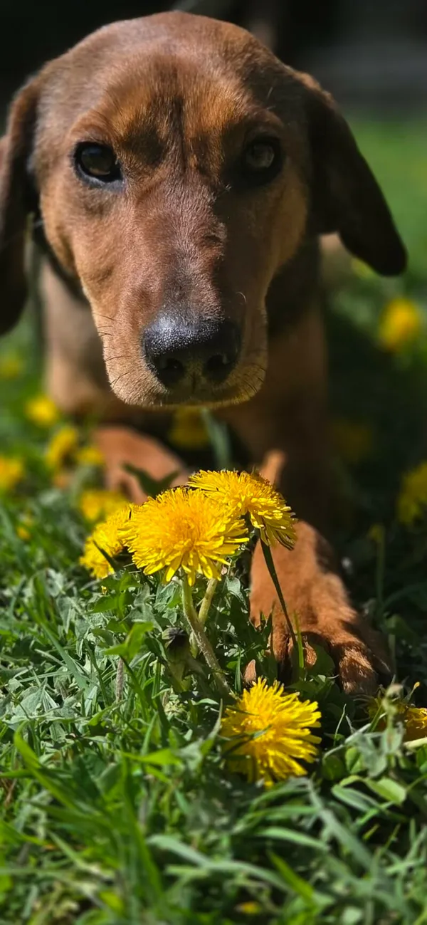 Pies do adopcji, Zgierz, 9 kwietnia 2026 (4/5)