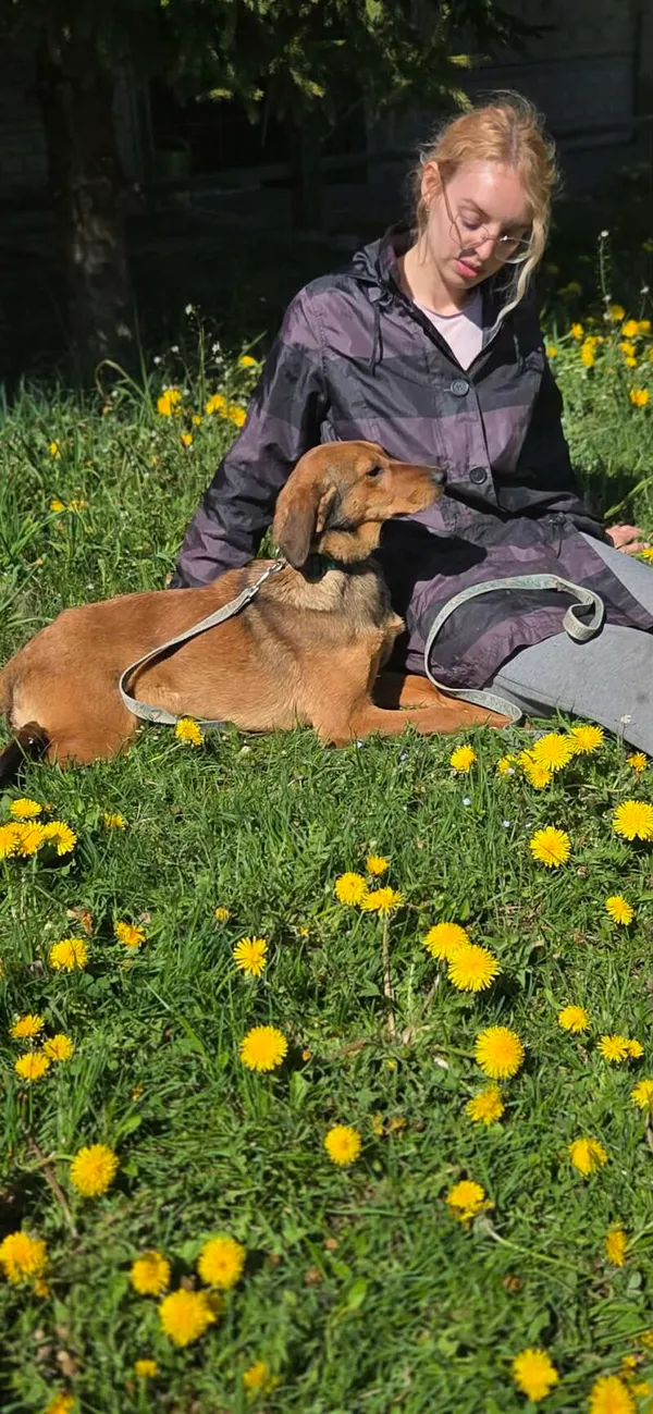 Pies do adopcji, Zgierz, 9 kwietnia 2026 (5/5)