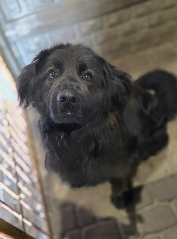 Pies do adopcji, Zgierz, 10 kwietnia 2026 (1/5)