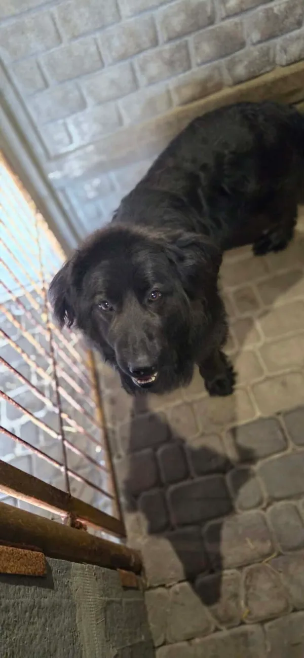 Pies do adopcji, Zgierz, 10 kwietnia 2026 (2/5)