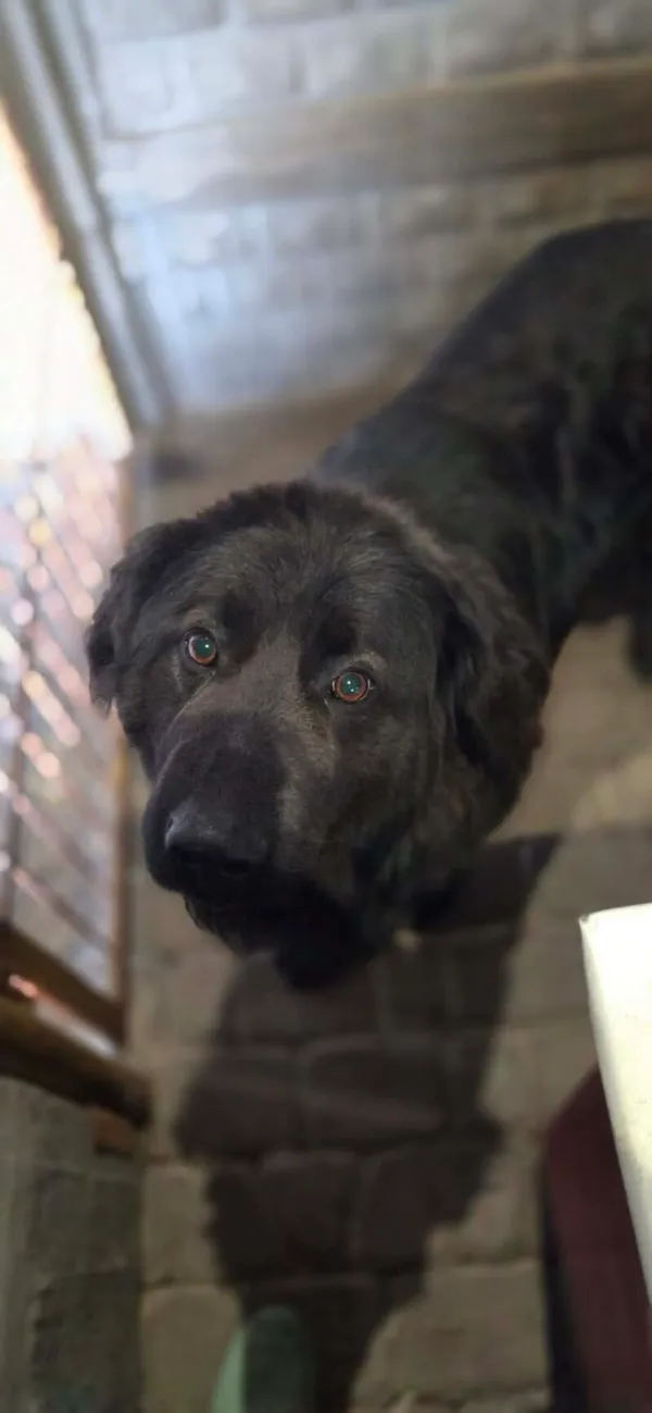 Pies do adopcji, Zgierz, 10 kwietnia 2026 (3/5)