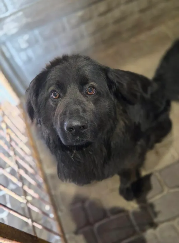 Pies do adopcji, Zgierz, 10 kwietnia 2026 (4/5)