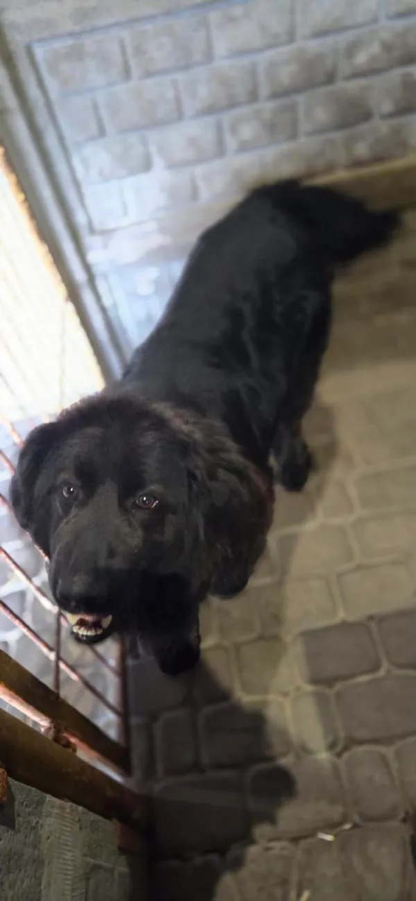 Pies do adopcji, Zgierz, 10 kwietnia 2026 (5/5)