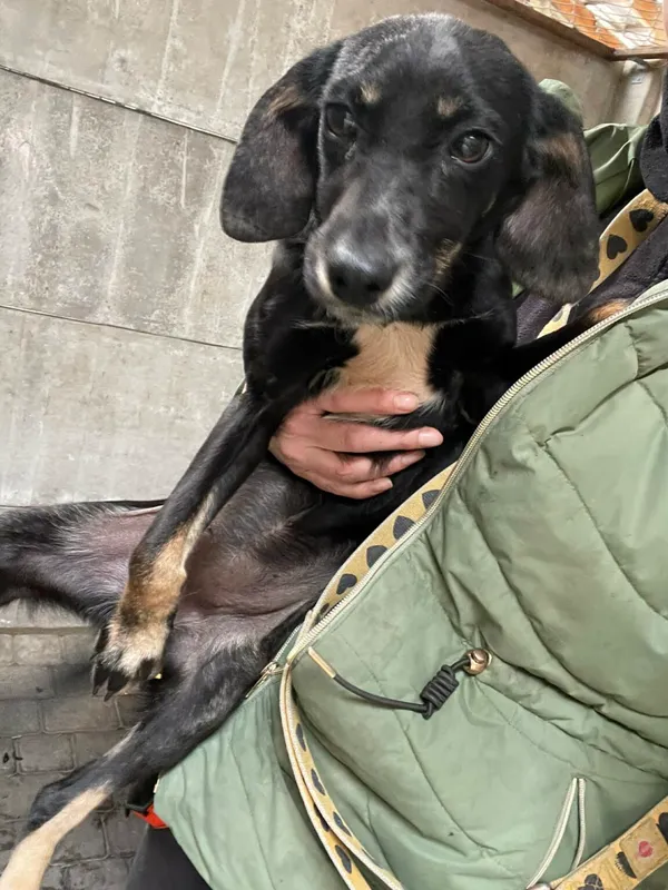 Pies do adopcji, Zgierz, 9 kwietnia 2026 (1/2)