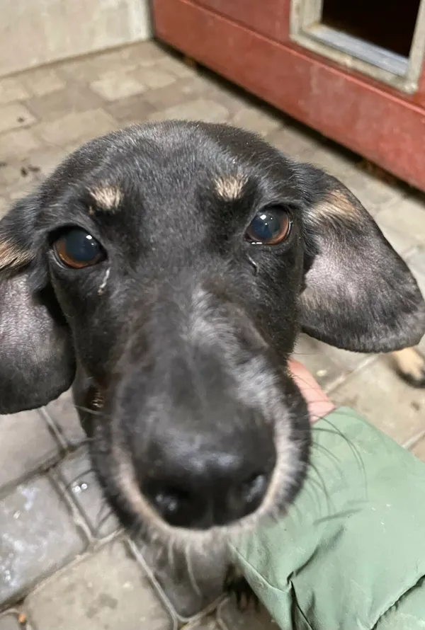 Pies do adopcji, Zgierz, 9 kwietnia 2026 (2/2)