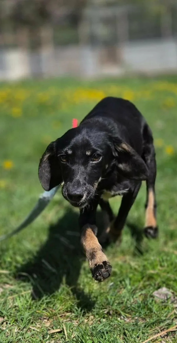 Pies do adopcji, Zgierz, 9 kwietnia 2026 (1/5)