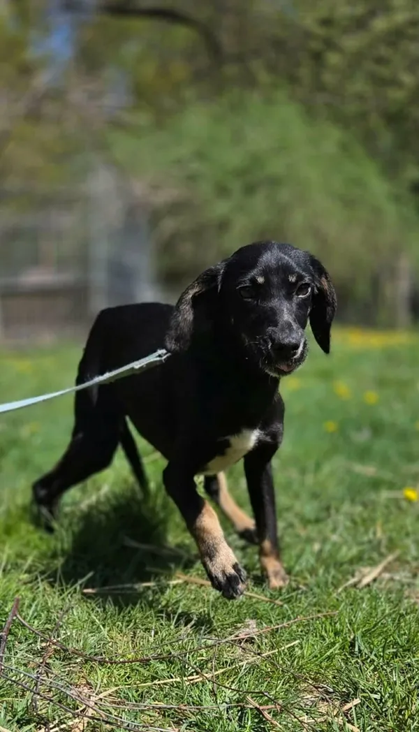 Pies do adopcji, Zgierz, 9 kwietnia 2026 (2/5)