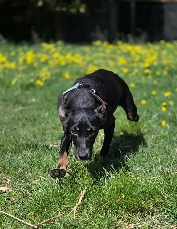 Pies do adopcji, Zgierz, 9 kwietnia 2026 (4/5)