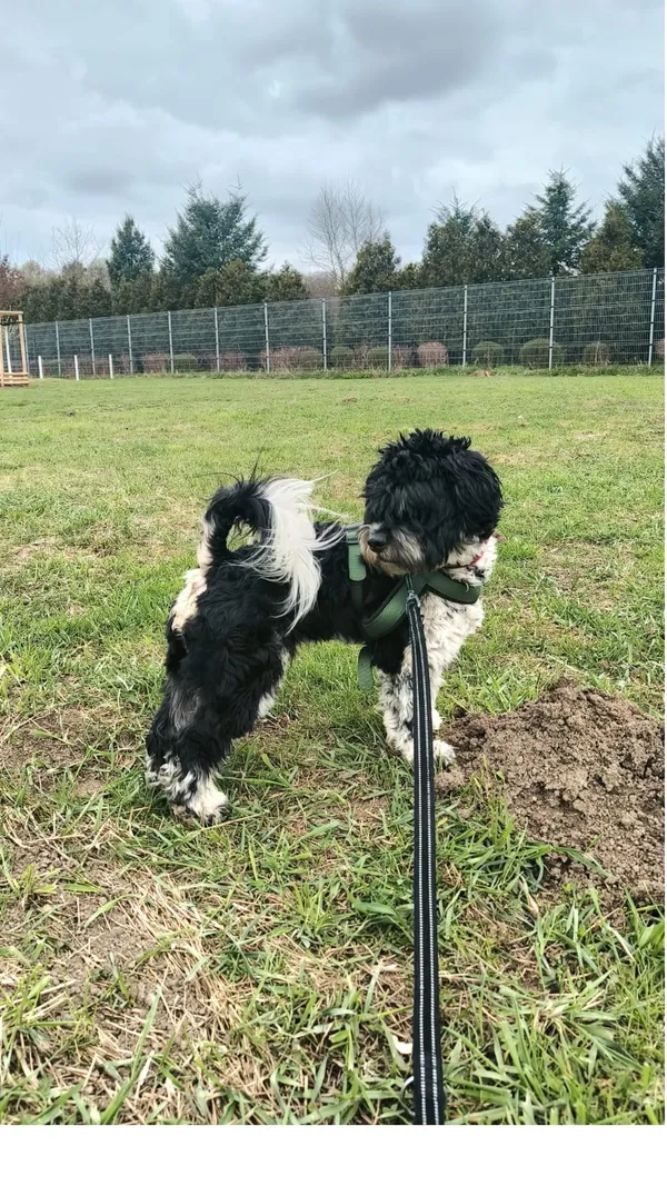 Znaleziono psa, Wrocław, 31 marca 2026