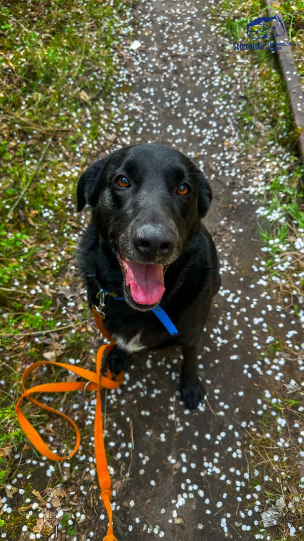 Znaleziono psa, Szczecin, 10 kwietnia 2026 (1/4)