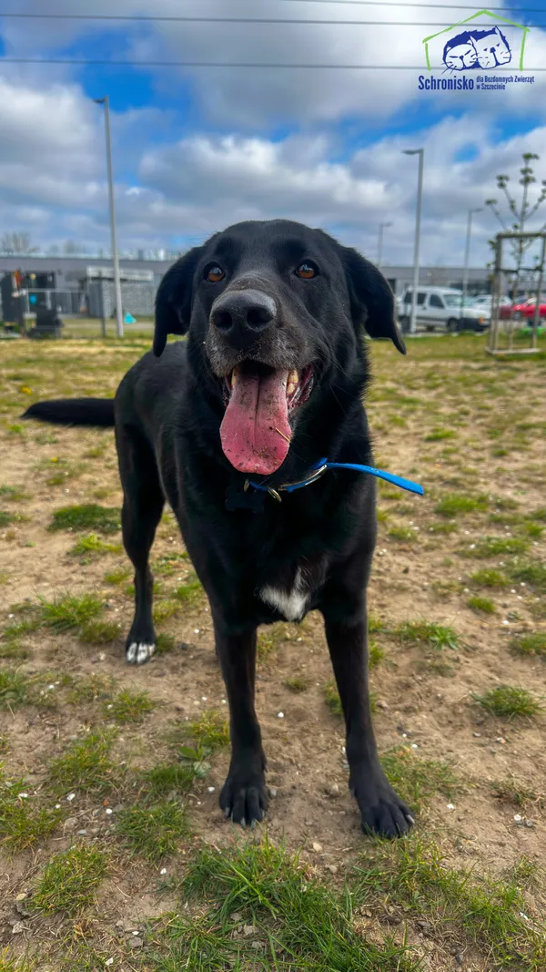 Znaleziono psa, Szczecin, 10 kwietnia 2026 (2/4)