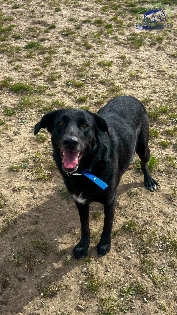 Znaleziono psa, Szczecin, 10 kwietnia 2026 (3/4)