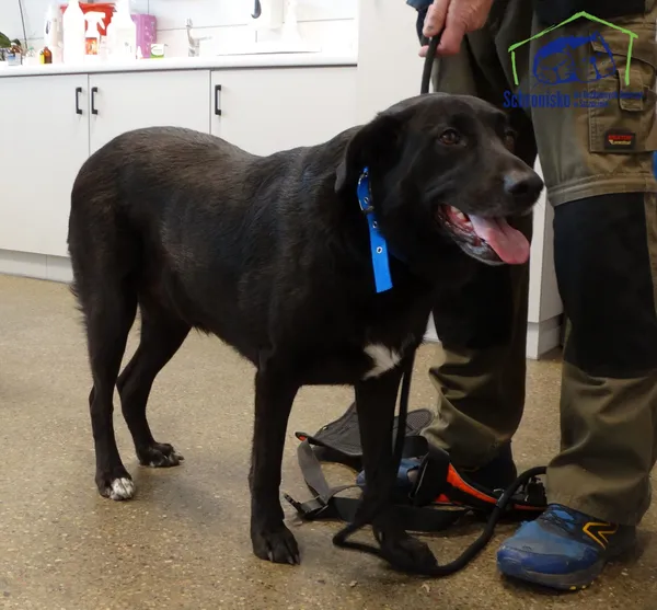 Znaleziono psa, Szczecin, 10 kwietnia 2026 (4/4)