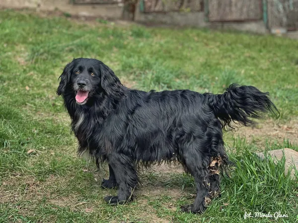 Pies do adopcji, Bydgoszcz, 10 kwietnia 2026 (3/5)
