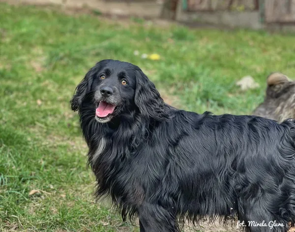 Pies do adopcji, Bydgoszcz, 10 kwietnia 2026 (4/5)