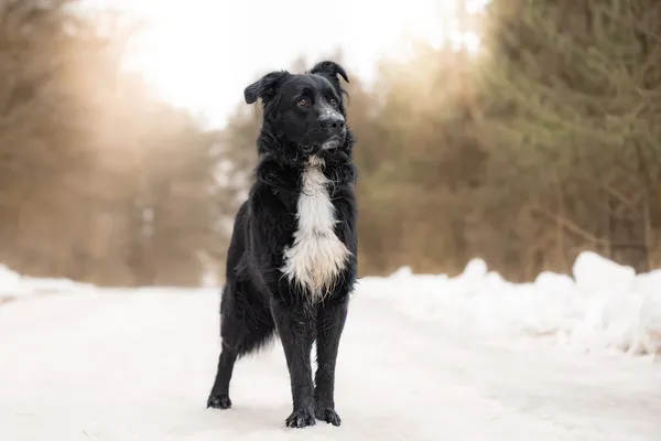 Pies do adopcji, Nowodwór, 8 kwietnia 2026 (2/5)