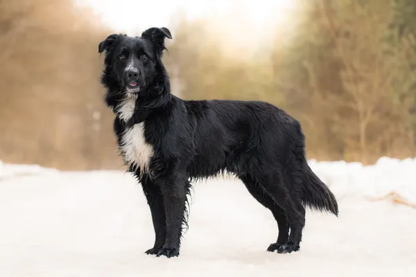 Pies do adopcji, Nowodwór, 8 kwietnia 2026 (3/5)