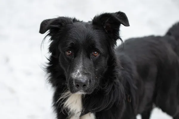 Pies do adopcji, Nowodwór, 8 kwietnia 2026 (5/5)