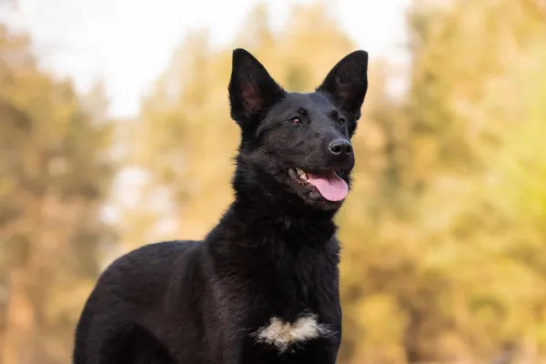 Pies do adopcji, Nowodwór, 8 kwietnia 2026 (3/5)