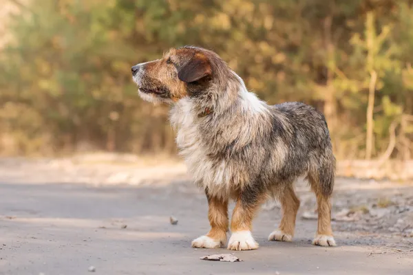 Pies do adopcji, Nowodwór, 8 kwietnia 2026 (1/5)