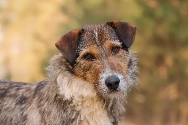 Pies do adopcji, Nowodwór, 8 kwietnia 2026 (2/5)