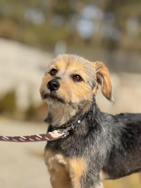 Pies do adopcji, Piła, 26 lutego 2026 (4/5)