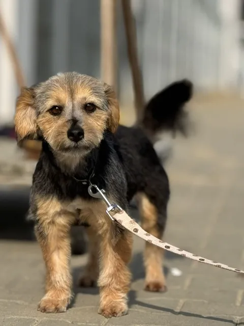 Pies do adopcji, Piła, 26 lutego 2026 (5/5)