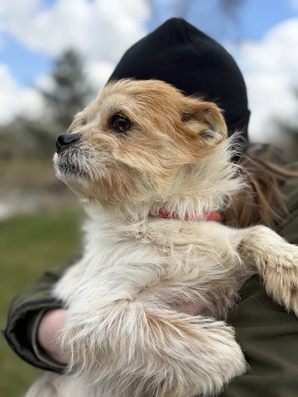 Pies do adopcji, Bełchatów, 5 marca 2026 (1/5)