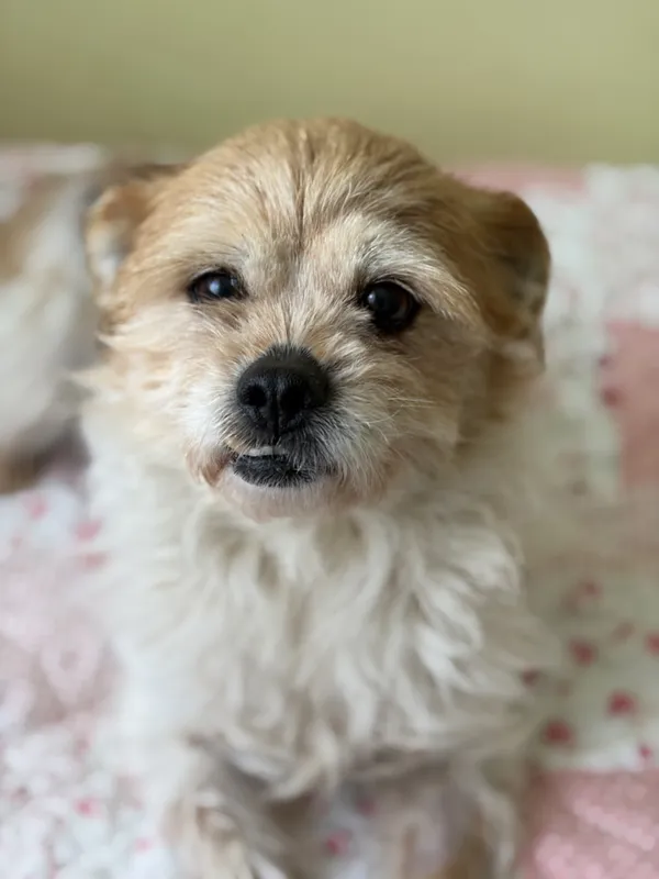 Pies do adopcji, Bełchatów, 5 marca 2026 (2/5)