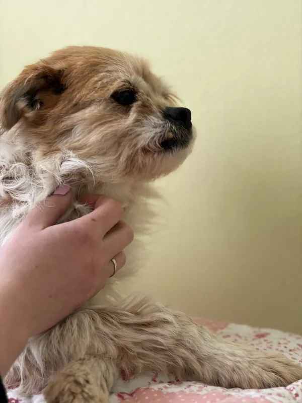 Pies do adopcji, Bełchatów, 5 marca 2026 (3/5)